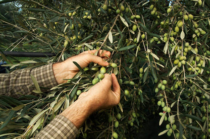 Rosemary EVOO Tin 250ml by Frantoio Galantino